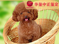 太原狗做动物亲子鉴定