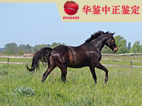 太原马做动物亲子鉴定
