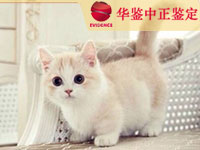 太原猫做动物亲子鉴定