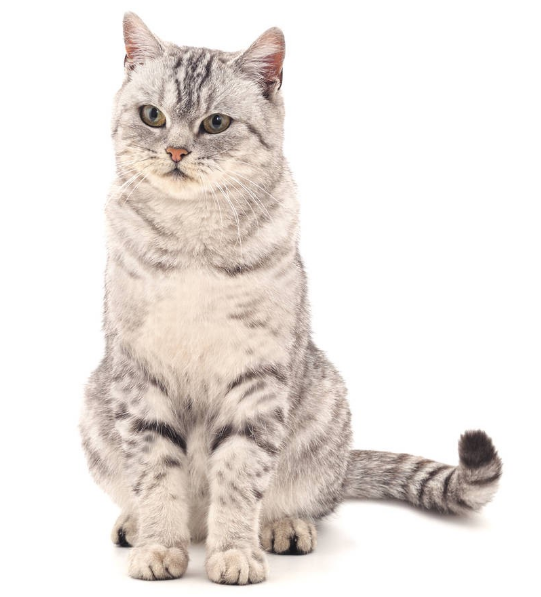 猫做亲子鉴定 猫做亲子鉴定