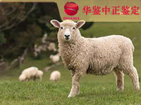 太原羊做动物亲子鉴定